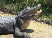 An alligator lies on sandy ground with its mouth open, showing its teeth, surrounded by grass and vegetation.