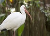 Tybee Island Dolphin Tour in Savannah, GA