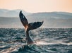 A whale’s tail fin rises above the ocean surface with water splashing, set against a backdrop of distant hills and a hazy sky.