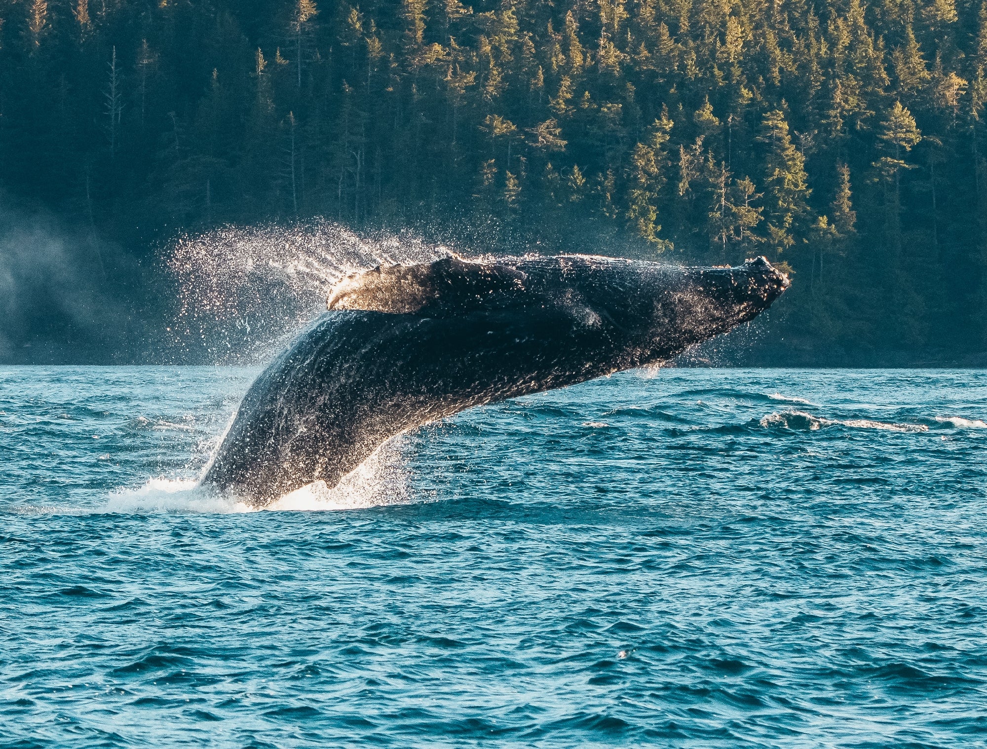 Telegraph Cove Whale Watching Tour Vancouver Island