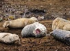Four seals lie on a brown, rocky shore; one seal with a spotted coat is positioned in the center with its mouth open wide.