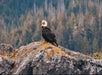 A bald eagle is perched on a large rock covered with moss and lichen, with a forest of tall, blurred trees in the background.