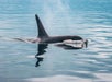 An orca surfaces in calm blue water, with its dorsal fin and spray visible.