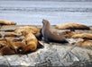 Sea lions rest on rocky shore near the ocean. One is sitting upright while others lie around it.