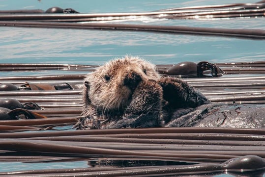 Sea otter floating in water among kelp leaves.