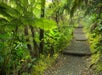 Lush rainforest in Volcanoes National Park Big Island Hawaii, USA