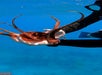 A person wearing a black wetsuit holds a brown octopus underwater with both hands; blue water and a swimming fin are visible in the background.