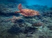 Three sea turtles swim above a rocky ocean floor with coral, surrounded by clear blue water.