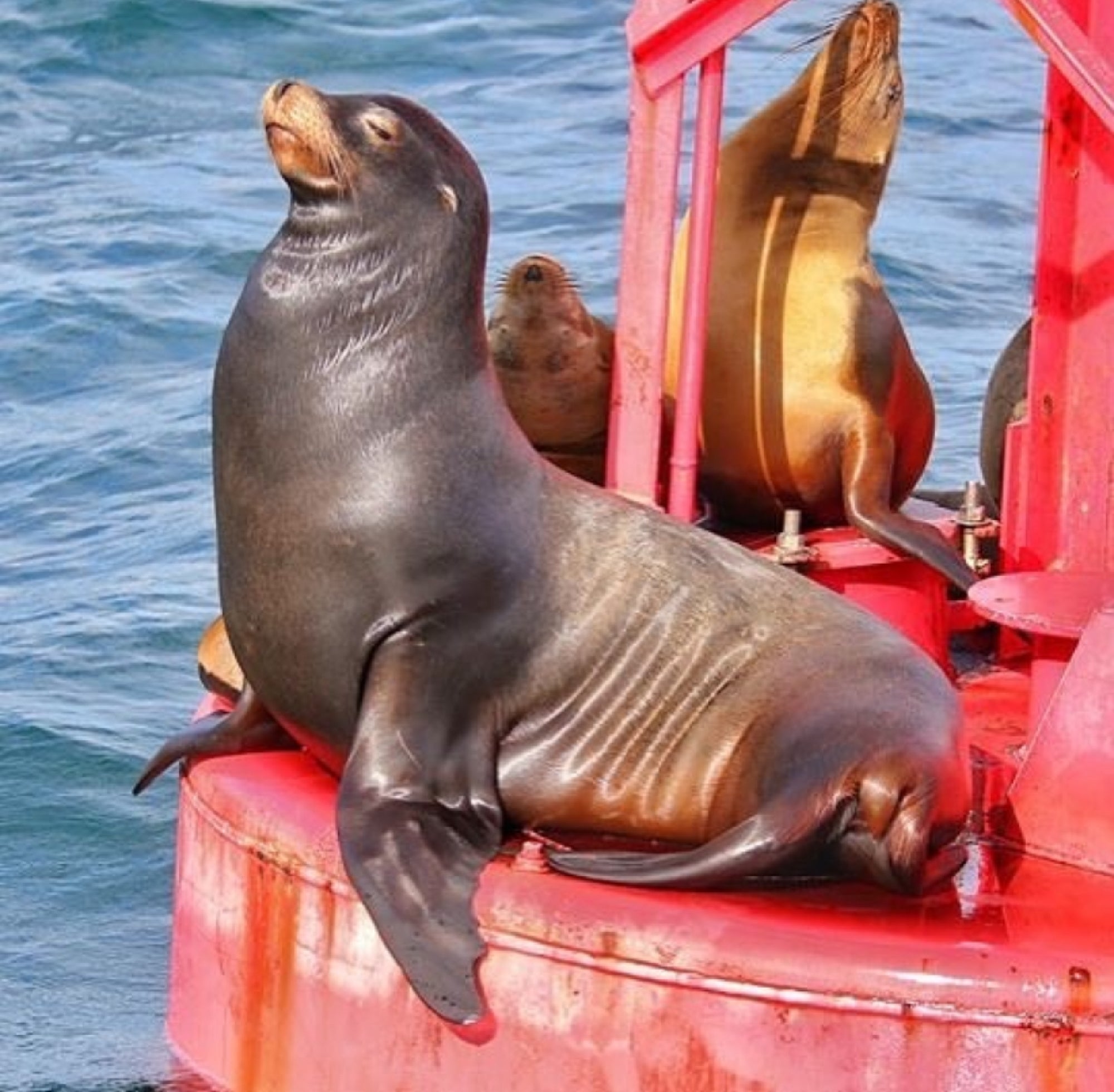 Three sea lions rest on a red buoy floating in the ocean, with one sea lion prominently positioned in the foreground.