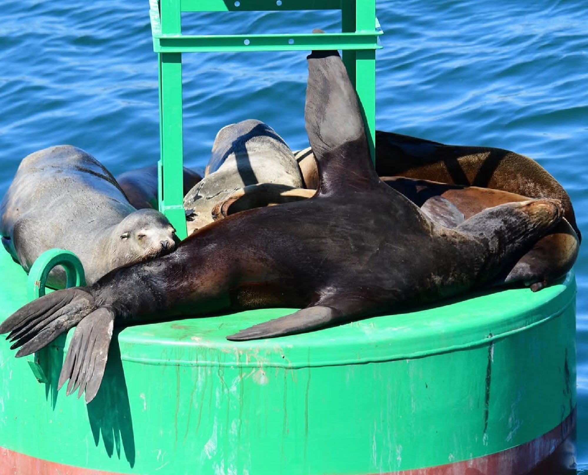 Several sea lions rest on a green buoy floating in blue water.