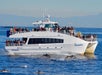 A large white tour boat full of people observes a group of dolphins swimming near the surface of calm ocean water, with distant mountains in the background.