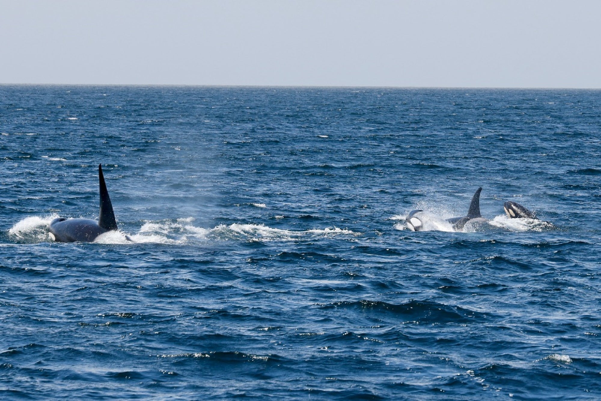 A group of orcas swims near the surface of the ocean, with dorsal fins and parts of their bodies visible above the water.