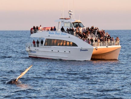 West Harbor LA Whale & Dolphin Watching Tour from San Pedro in San Pedro, California