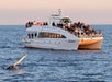 A white tour boat with many passengers watches a whale partially emerging from the water in the ocean during daylight.