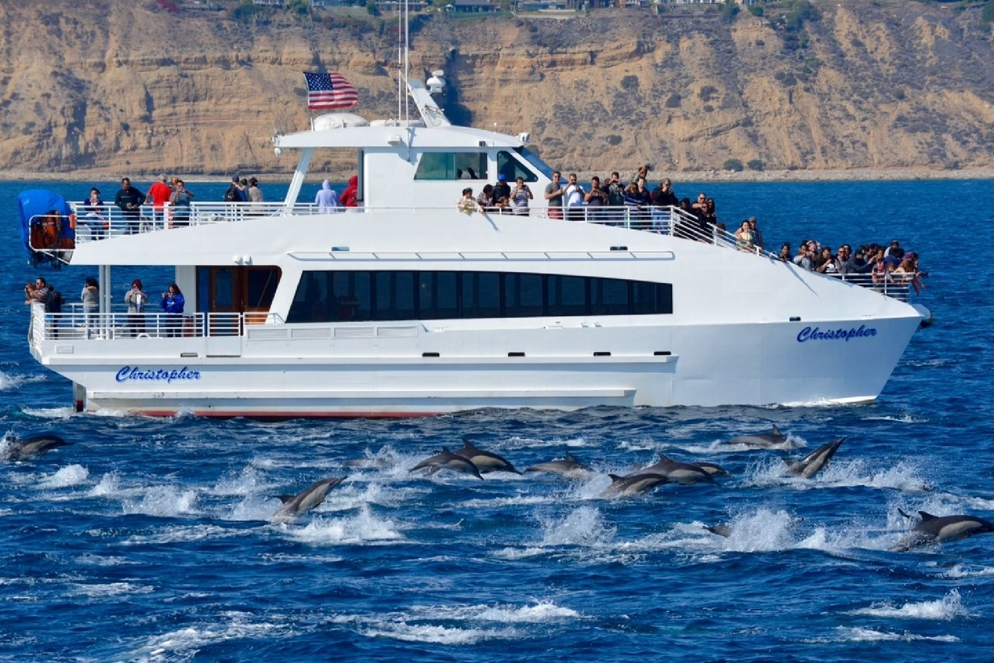 A white tour boat with people on board observes a large group of dolphins swimming and jumping in the ocean near a rocky coastline.