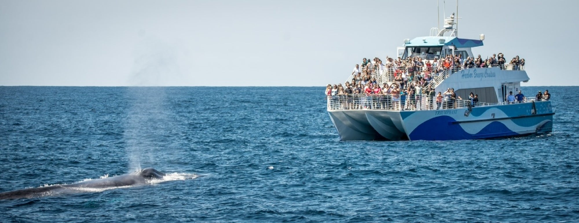 A whale surfaces and spouts water near a crowded whale-watching boat on the open ocean under a clear sky.