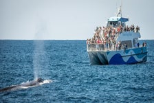 West Harbor LA Whale & Dolphin Watching Tour from San Pedro in San Pedro, California