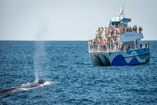 A whale surfaces and spouts water near a crowded whale-watching boat on the open ocean under a clear sky.