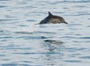 A dolphin leaps out of the water, creating a splash, with the ocean's surface visible under a clear sky.