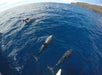 A group of dolphins swims near the surface of deep blue ocean water, with a distant coastline visible in the background.