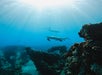 Sunlight streams through clear blue water onto a coral-covered shipwreck as two sea turtles and a snorkeler swim near the surface.
