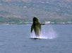 Whale Watch Cruise (Seasonal) in Kailua Kona, Hawaii