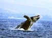 Whale Watch Cruise (Seasonal) in Kailua Kona, Hawaii