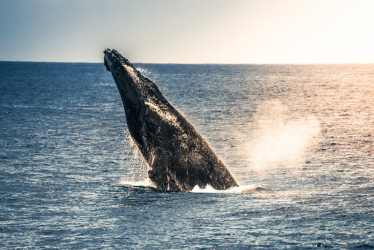 A humpback whale breaching the surface of the ocean, creating a splash as it rises against a backdrop of shimmering water and a soft, illuminated sky.