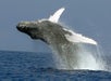 Humpback Whale at the Whale Watch Cruise with Body Glove in Kailua Kona, Hawaii