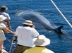 Photographing whales at the Whale Watch Cruise with Body Glove in Kailua Kona, Hawaii