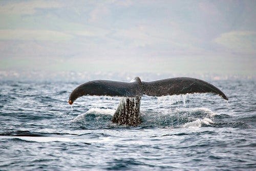 A whale's tale as it dives back into the ocean on Waikiki Whale Watch with Hawaii Nautical in Hawaii USA.