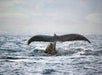 Bring your camera and get ready to snap shots like this in West Oahu