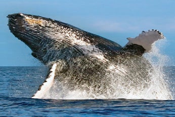 See magnificent humpback whales during Hawaii's whale season December through April in West Oahu