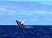 A whale breaches the surface of the ocean under a partly cloudy sky.
