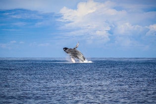 Big Island: Mauna Kea Whale Watching Tour from Kawaihae in Waimea, Hawaii