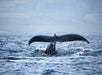 A whale's tail fin rises above the surface of the ocean, with water dripping off, set against a distant, hazy shoreline.