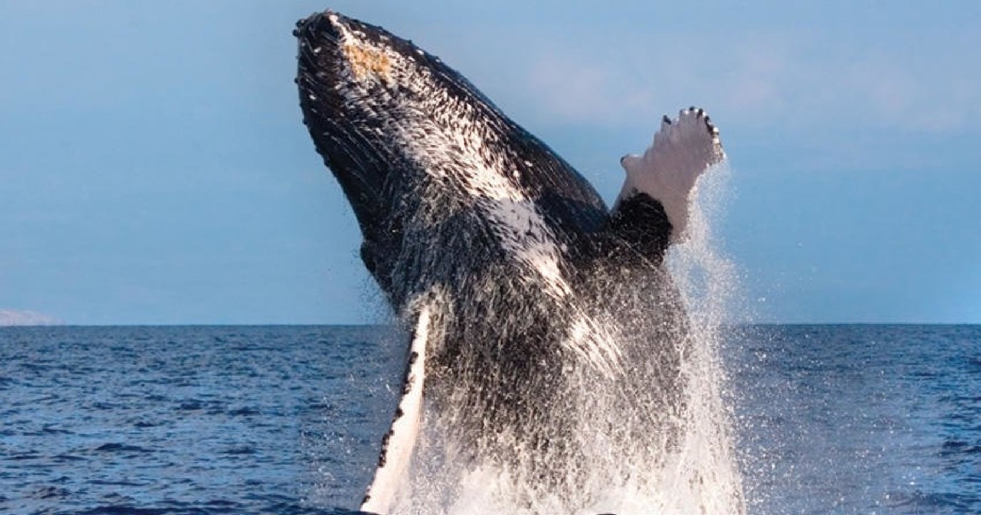 A humpback whale leaps out of the ocean, partially above the water's surface, with splashes and blue sky in the background.