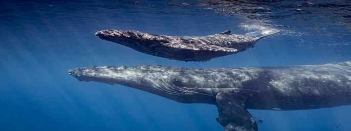 Waikiki Whale Watching Tour in Honolulu, Hawaii