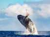 A humpback whale breaches the surface of the ocean, with water spraying around its body against a backdrop of clouds and distant land.