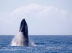 A whale breaches vertically out of the ocean, with water splashing around it under a partly cloudy sky.