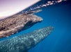 A baby humpback whale swims near the surface of clear blue water, with an adult humpback whale visible below it.