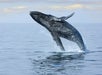 A humpback whale breaches the surface of calm ocean water, with droplets splashing around, under a partly cloudy sky.