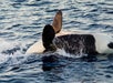 An orca swims on its back near the water’s surface, with its dorsal fin and part of its white underside visible.