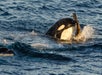 A killer whale surfaces in the ocean, catching a seal in its mouth while splashes form around them.