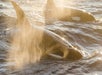 Two orcas swim near the water's surface, illuminated by sunlight and mist from their spouts.