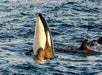An orca lifts its head vertically out of the ocean, partly submerged, with surrounding rippling water.