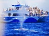 Long Beach Whale Watching Cruise in Long Beach, CA