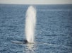 Long Beach Whale Watching Cruise in Long Beach, CA