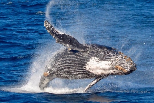 Long Beach Whale Watching Cruise in Long Beach, CA