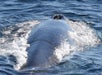 Long Beach Whale Watching Cruise in Long Beach, CA